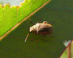 Edusella perplexa