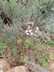 Pelargonium radulifolium