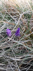 Crocus serotinus