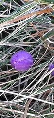 Crocus serotinus