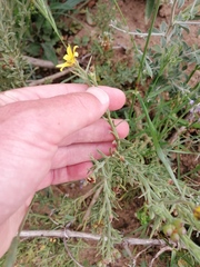 Osteospermum spinosum