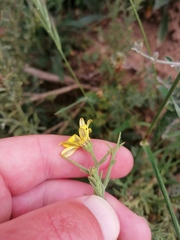 Osteospermum spinosum