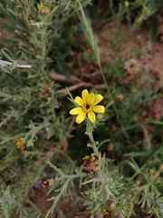 Osteospermum spinosum