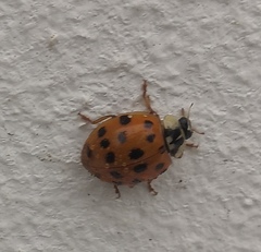 Harmonia axyridis