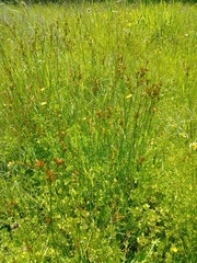Juncus occidentalis