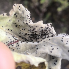 Puccinia xanthiifoliae