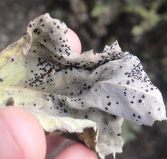 Puccinia xanthiifoliae