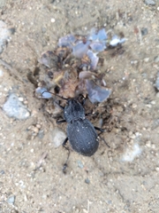 Carabus rugosus celtibericus