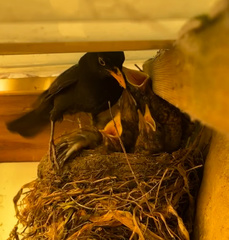 Turdus merula