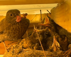 Turdus merula