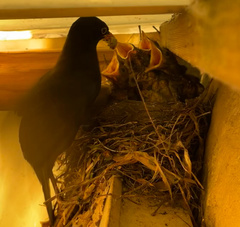 Turdus merula