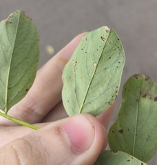 Phloeospora robiniae