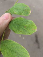 Phloeospora robiniae