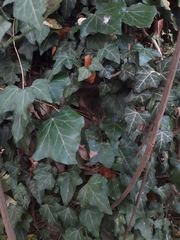 Hedera helix