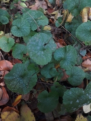 Alliaria petiolata