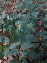 Urtica dioica