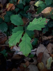 Quercus rubra