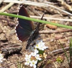Lepidochrysops robertsoni