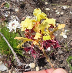 Tritoniopsis parviflora