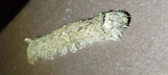 Lebeda nobilis