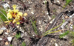 Tritoniopsis parviflora