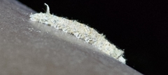 Lebeda nobilis