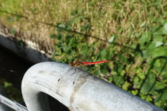 Sympetrum frequens