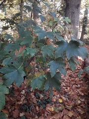 Acer pseudoplatanus