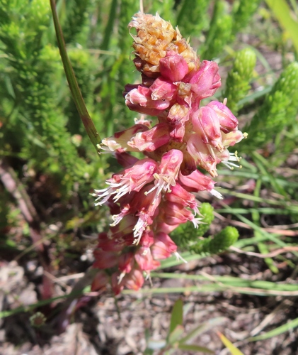 Image of Lachenalia lutzeyeri by (c) linkie, some rights reserved (CC BY)