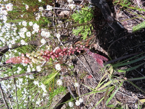 Image of Lachenalia lutzeyeri by (c) linkie, some rights reserved (CC BY)