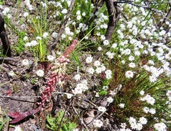 Pseudoselago gracilis