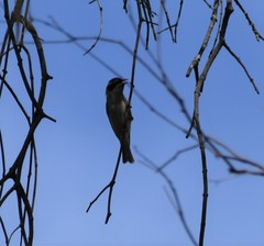 Melithreptus gularis
