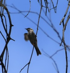 Melithreptus gularis