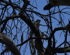 Melithreptus gularis