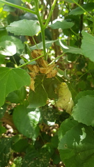 Dombeya burgessiae