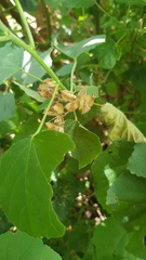 Dombeya burgessiae