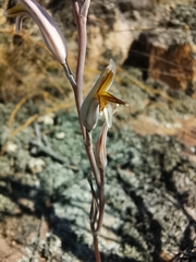 Haworthia nortieri
