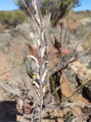 Haworthia nortieri