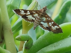 Sameodes cancellalis