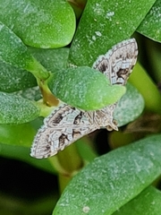 Sameodes cancellalis