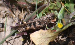 Chortoicetes terminifera