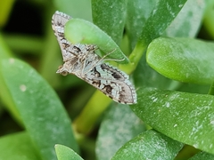Sameodes cancellalis