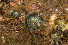Anthopleura handi