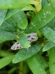 Sameodes cancellalis