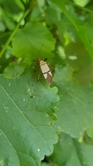 Dysdercus nigrofasciatus