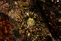 Anthopleura handi