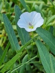 Convolvulus arvensis