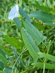 Convolvulus arvensis