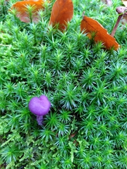 Laccaria amethystina