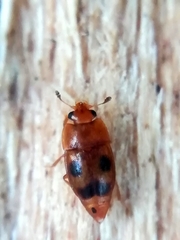 Epuraea ocularis